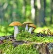 Mushrooms orange cap boletus 
