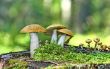 Mushrooms orange cap boletus 