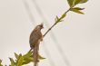 Speckled Mousebird