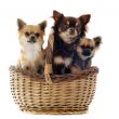 three chihuahua in a basket