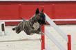  bull terrier in agility