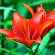 beautiful red lily