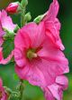 Pink malva Silvestris. Mallows