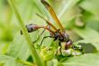 A wasp having a meal