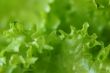  lettuce