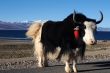 Tibetan yak at lakeside