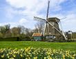 traditional dutch windmill with daffodils, Netherlands