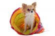 chihuahua in a colorful bed