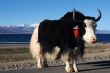 Tibetan yak
