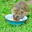  Wild Hedgehog 
