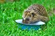  Wild Hedgehog 