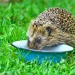  Wild Hedgehog 