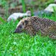 Wild hedgehog 