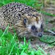 Wild hedgehog 