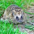 Wild hedgehog 