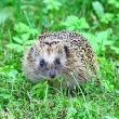 Wild hedgehog 