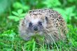 Wild hedgehog 