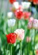 Red beautiful tulips 