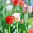 Red beautiful tulips 