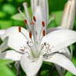 Flower white lily 