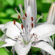 Flower white lily 