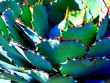 Green Succulent Cactus