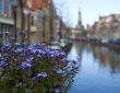 Flowers outdoors over the canal on background of the traditional