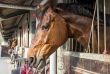 horses in their stalls