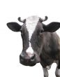 Black-and-white cow on the white background
