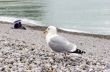 couple under an umbrella and a seagull on the shingle beach