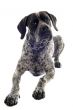 german shorthaired pointer