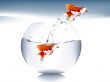  goldfish jumping 