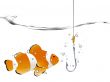 Clown Fish