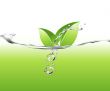 LEAVES IN WATER 