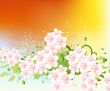 apricot and Cherries blossoms