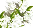 blossoms Illustration
