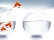  goldfish jumping 