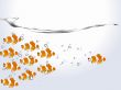 clown fish