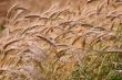 Barley background