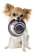 puppy chihuahua and food bowl