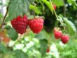 the red  berries of raspberry