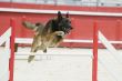 jumping malinois