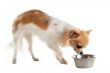 puppy chihuahua and food bowl