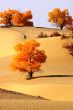 Landscape of desert