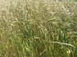 spikelets of the wheat
