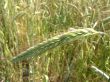 spikelets of the wheat