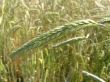 spikelets of the wheat