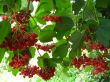 Clusters of a red ripe guelder-rose