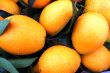 Fresh orange fruits