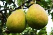 Fresh pear fruits on the branch